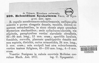 Belonidium hysterinum image